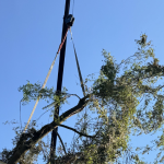 Emergency tree service crew removing a fallen tree from a house after storm damage while protecting the roof and structure