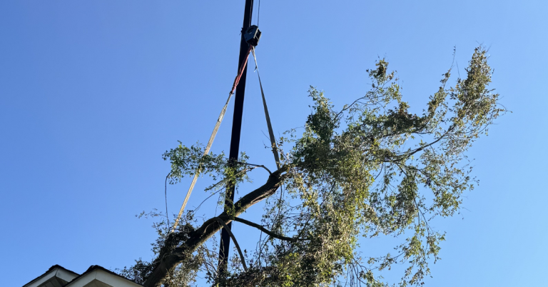 Emergency tree service crew removing a fallen tree from a house after storm damage while protecting the roof and structure