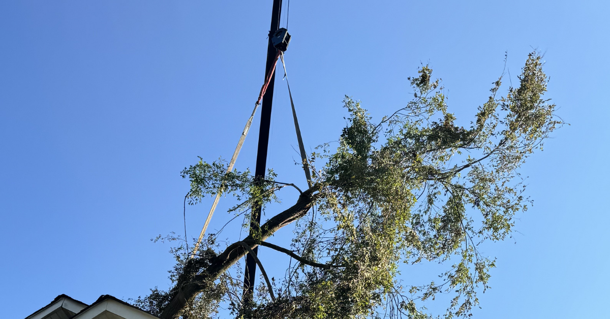 Emergency tree service crew removing a fallen tree from a house after storm damage while protecting the roof and structure