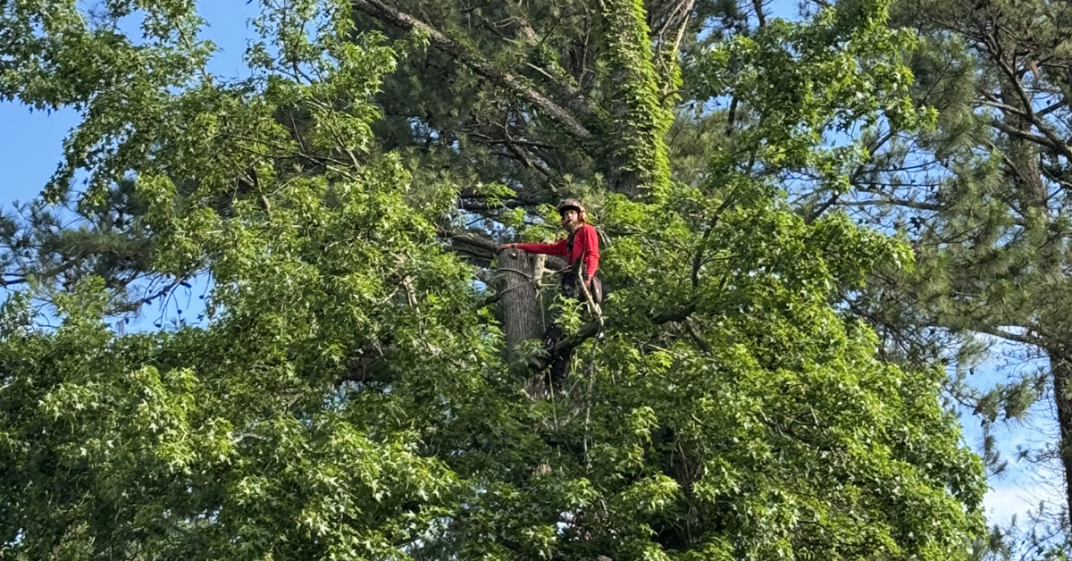 3 Signs Your Chesnee Property Needs Professional Tree Maintenance Services