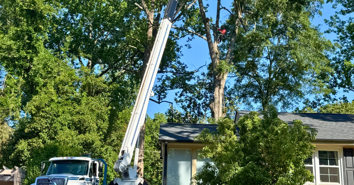 Benefits of Regular Tree Trimming