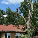 How to Spot Weak Branch Unions Before Spartanburg's Summer Thunderstorms Hit