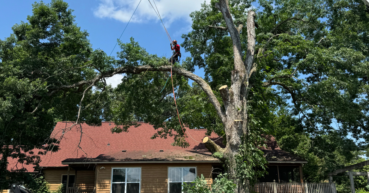How to Spot Weak Branch Unions Before Spartanburg's Summer Thunderstorms Hit
