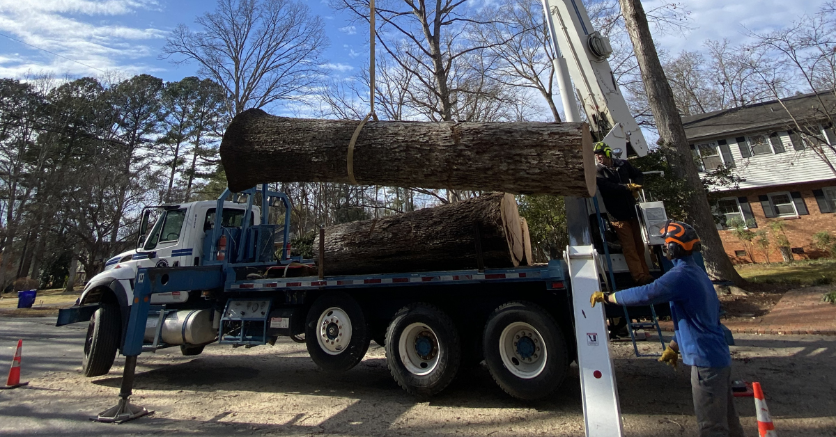 Tree Removal in Chesnee & Spartanburg, SC