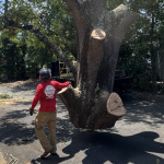 What Actually Determines How Much Youll Pay for Tree Removal in Spartanburg County