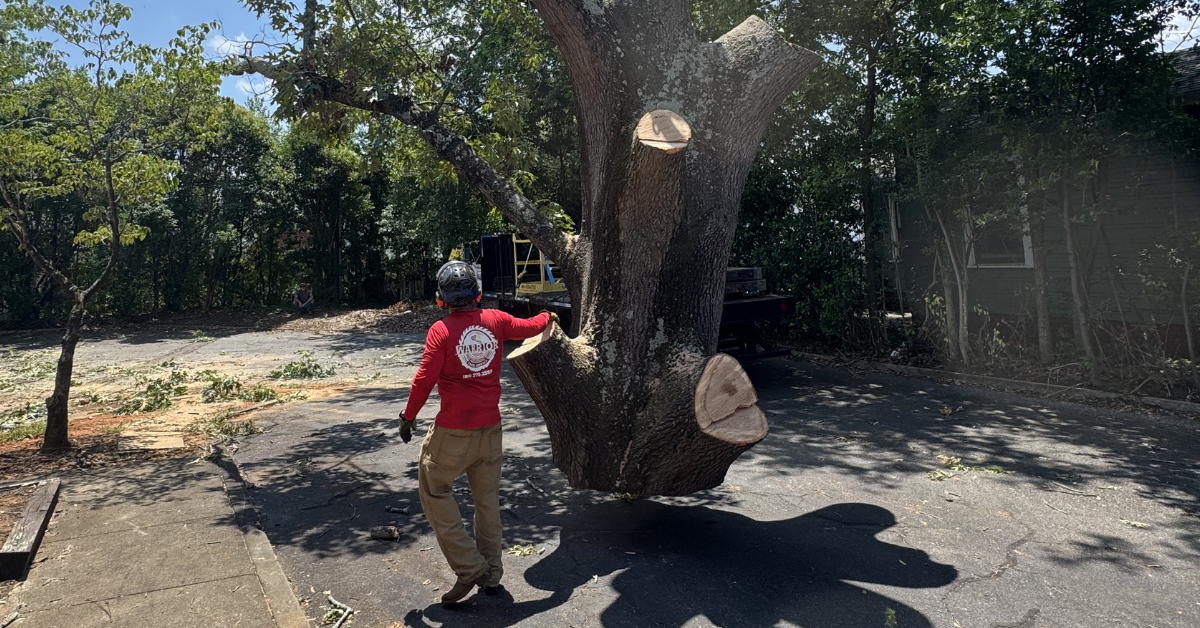 What Actually Determines How Much Youll Pay for Tree Removal in Spartanburg County