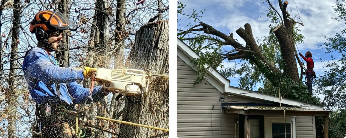 About Warrior Tree Service