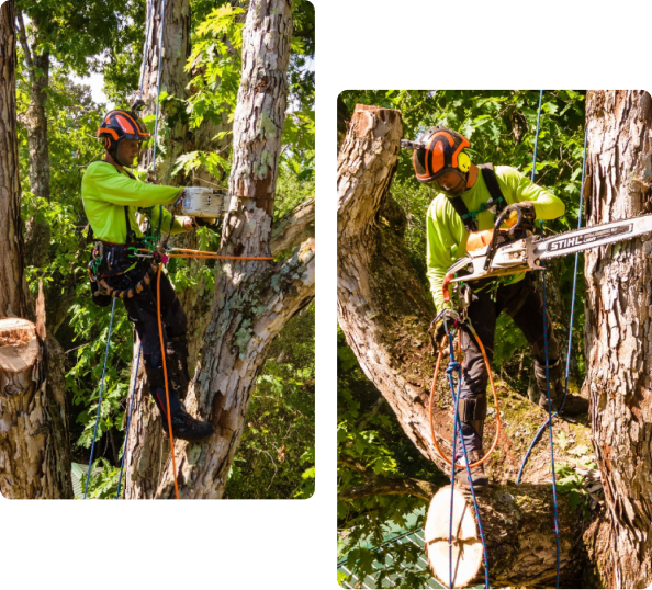 Commercial Tree Service