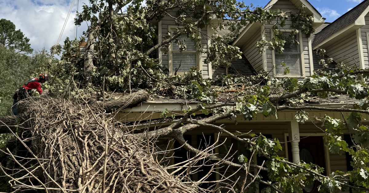 storm cleanup process