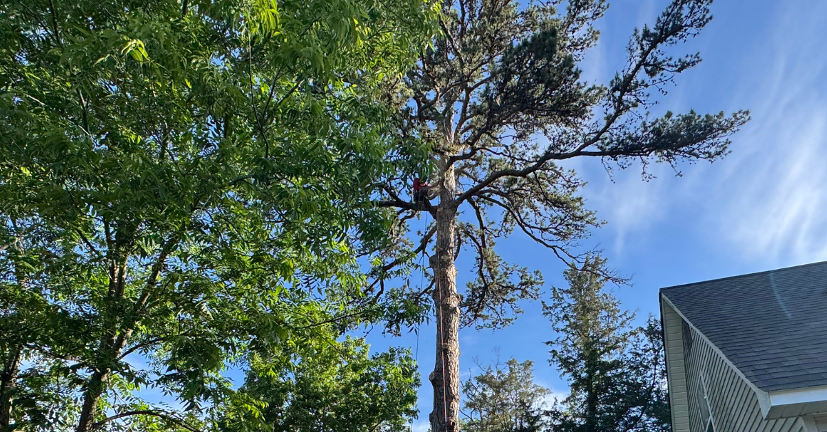 tree pruning