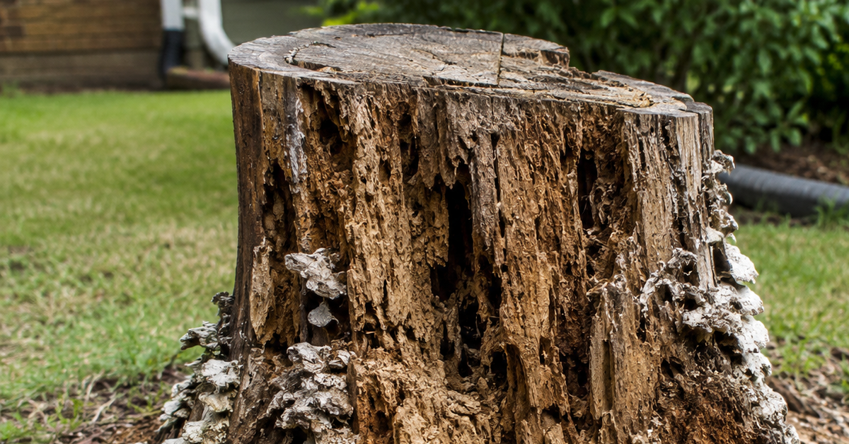 Decaying tree stump in a Spartanburg, SC yard showing signs of termite activity and fungal growth